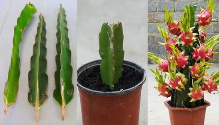 Como Cultivar Pitaya em Vaso